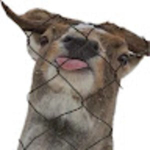 Meet your Posher, Jane